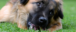 Permalink to: Avvelenamenti animali: i dati del Triveneto nel triennio 2011-2013 Avvelenamenti animali: i dati del Triveneto nel triennio 2011-2013