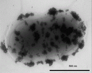 Immagine al microscopio elettronico di interazione fra nanoparticelle di argento e S. Enteritidis dopo circa 5 minuti (da Berton et al. 2014)