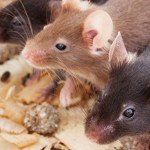 Sperimentazione con gli animali. Linee guida per la presentazione di un progetto di ricerca al Ministero della Salute