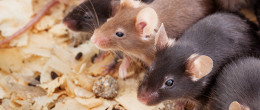 Permalink to: Sperimentazione con gli animali. Linee guida per la presentazione di un progetto di ricerca al Ministero della Salute Sperimentazione con gli animali. Linee guida per la presentazione di un progetto di ricerca al Ministero della Salute