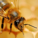 Anagrafe apistica nazionale: approvato il manuale operativo