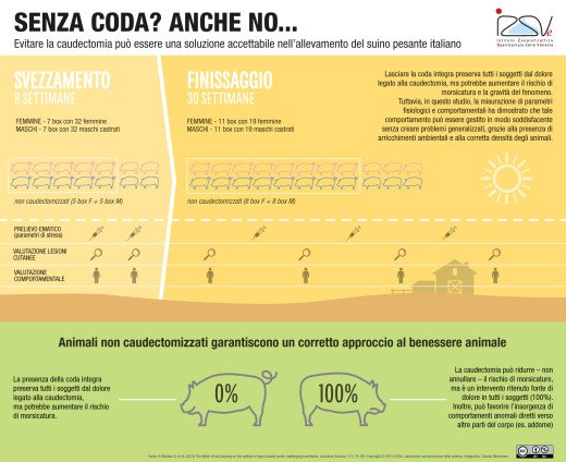 L’impatto del taglio della coda sul benessere del suino italiano