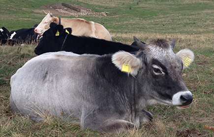 Grigio alpina, razza bovine autoctone del trentino