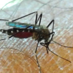 La zanzara giapponese è arrivata in Italia