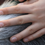 Seminario giustizia e mediazione animale: il CRN per gli interventi assistiti a Lione