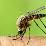 Contro le zanzare invasive si mette in campo il “porta a porta”