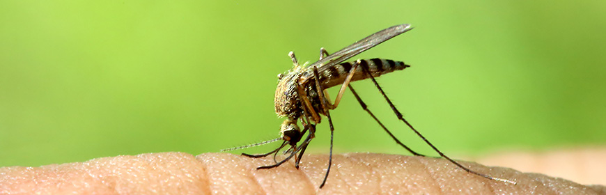 Contro le zanzare invasive si mette in campo “il porta a porta”