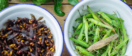 Permalink to: Insetti, il cibo del futuro tra rischi alimentari e aspetti nutrizionali Insetti: cibo del futuro