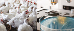 Permalink to: Escherichia coli produttori di enzimi che conferiscono resistenza agli antibiotici. Quanto sono diffusi negli avicoli? Escherichia coli produttori di enzimi che conferiscono resistenza agli antibiotici. Quanto sono diffusi negli avicoli?