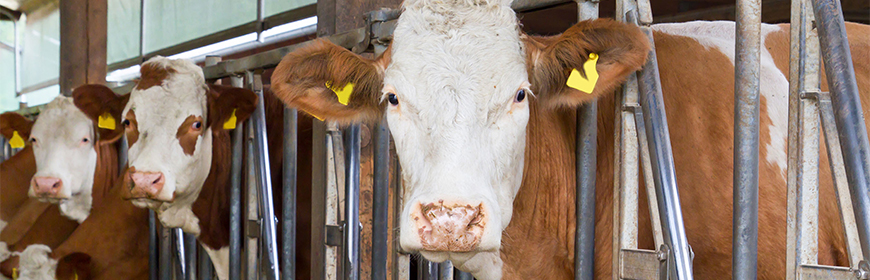 Trattamenti illeciti nei bovini da carne: un metodo indiretto e più efficace per rintracciarli