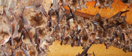 Permalink to: Rabbia. Linee guida per il personale a contatto frequente con i pipistrelli Rabbia. Linee guida per il personale a contatto frequente con i pipistrelli