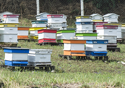 Apiari in Italia