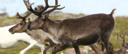 Permalink to: Chronic Wasting Disease nei cervidi: aggiornamenti sulla situazione in Europa Chronic Wasting Disease nei cervidi: primo caso in Europa