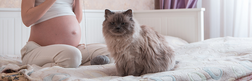 Toxoplasmosi: il gatto è davvero un rischio per la gravidanza? [video]