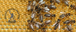 News COLOSS | Associazione ricerca apicoltura