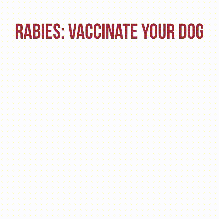 Rabies: vaccinate your dog