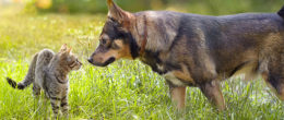 Permalink to: Leptospirosi in cani e gatti. La circolazione in Italia e l’efficacia di metodi diagnostici e vaccini Leptospirosi in cani e gatti. La circolazione in Italia e l’efficacia di metodi diagnostici e vaccini