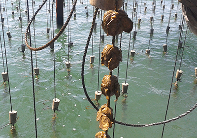 Allevamenti di ostriche e vongole nella Laguna di Venezia