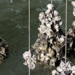Morie di vongole e ostriche. Il rapporto tra patogeni, ambiente e tecniche di allevamento