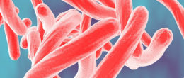 Permalink to: Salmonella. Pubblicato il report Enter-Vet 2015