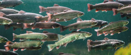 Permalink to: Novimark: conoscere i Novirhabdovirus per tutelare la salute di trote e salmoni Novimark: conoscere i Novirhabdovirus per la salute di trote e salmoni