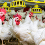 Batteriocine, un’alternativa agli antibiotici per contrastare il Campylobacter negli allevamenti avicoli?