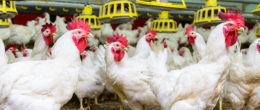 Permalink to: Batteriocine, un’alternativa agli antibiotici per contrastare il Campylobacter negli allevamenti avicoli? Batteriocine, un’alternativa agli antibiotici per contrastare il campylobacter negli allevamenti avicoli?