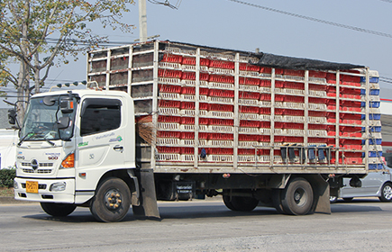 Camion trasporto avicoli