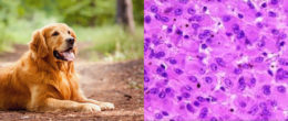 Permalink to: Caratterizzazione genetica del melanoma orale del cane Caratterizzazione genetica del melanoma orale del cane