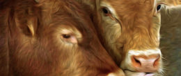 Linee guida in Veterinaria: la Febbre Q