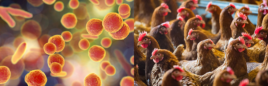 L’IZSVe struttura un test rapido per la rilevazione dei micoplasmi aviari