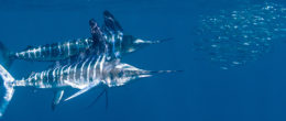 Permalink to: Billfish project. Valutare la contaminazione da mercurio nei marlin dei Caraibi e i rischi per i consumatori Billfish project. Valutare la contaminazione da mercurio nei marlin dei Caraibi e i rischi per i consumatori