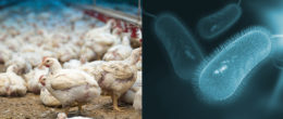 Permalink to: Campylobacter negli avicoli, l’infezione è correlata alle modificazioni del microbiota intestinale Campylobacter negli avicoli, l’infezione è correlata alle modificazioni del microbiota intestinale