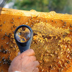 Convegno / Problematiche emergenti in apicoltura: autenticità del miele, Vespa velutina e Aethina tumida