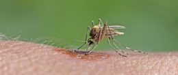 Permalink to: Vettori della West Nile, Culex pipiens s.l. la specie di zanzara più coinvolta in Italia Vettori della West Nile, Culex pipiens s.l. la specie di zanzara più coinvolta in Italia