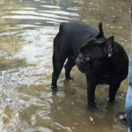 Sei un medico veterinario e ti occupi di animali da compagnia? Collabora alla nuova ricerca IZSVe sulla leptospirosi nei cani