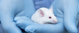Permalink to: Aggiornate le linee guida IZSVe per la gestione di animali utilizzati a fini scientifici Aggiornate le linee guida IZSVe per la gestione di animali utilizzati a fini scientifici