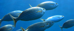Permalink to: WIN-FISH, un progetto europeo per il benessere dei pesci negli allevamenti ittici WIN-FISH, un progetto europeo per il benessere dei pesci negli allevamenti ittici