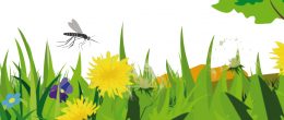 Permalink to: Corso ECM online / Artropodi vettori di patogeni per l'uomo e gli animali: zanzare Corso online ECM / Artropodi vettori di patogeni per l'uomo e gli animali: zanzare