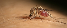 Permalink to: Vettori della West Nile, Culex pipiens s.l. la specie di zanzara più coinvolta in Italia Vettori della West Nile, Culex pipiens s.l. la specie di zanzara più coinvolta in Italia