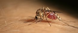 Permalink to: West Nile virus in Veneto: facciamo chiarezza West Nile virus in Veneto: facciamo chiarezza