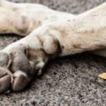 Corso ECM / Avvelenamenti animali, un decennio di applicazione di misure nazionali di controllo