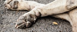 Permalink to: Corso ECM / Avvelenamenti animali. Un decennio di applicazione di misure nazionali di controllo Corso ECM / Avvelenamenti animali, un decennio di applicazione di misure nazionali di controllo