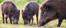 Permalink to: Peste suina africana: la situazione epidemiologica e la sorveglianza nei cinghiali Peste suina Africana: la sorveglianza epidemiologica nel cinghiale
