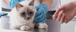 Permalink to: È attiva la Banca del sangue felino. Iscrivi il tuo gatto come donatore L’IZSVe attiva lo screening per una Banca del sangue felino. Iscrivi il tuo gatto come donatore