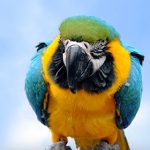 Appunti di scienza: uccelli ornamentali [Opuscolo]