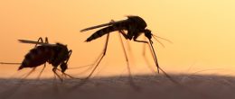 Permalink to: Malattie da vettori vecchie, nuove, emergenti: da West Nile a Chikungunya, passando per Borrelia miyamotoi Malattie da vettori vecchie, nuove, emergenti