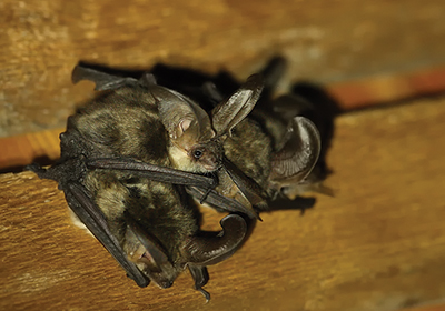 Colonia di pipistrelli