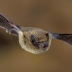 Pipistrelli e rischi per l’uomo: sfatiamo alcuni miti