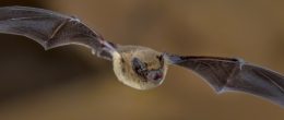 Permalink to: Pipistrelli e rischi per l'uomo: sfatiamo alcuni miti Pipistrelli e rischi per l'uomo: sfatiamo alcuni miti